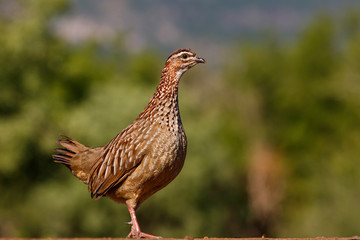 Francolin at a waterhole in Zimanga Game Reserve near Mkuze in South Africa