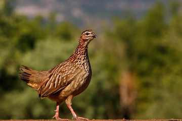 Francolin at a waterhole in Zimanga Game Reserve near Mkuze in South Africa