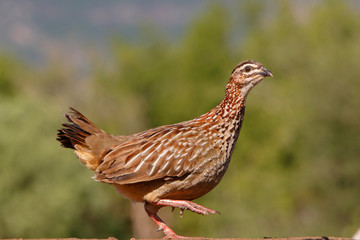 Francolin at a waterhole in Zimanga Game Reserve near Mkuze in South Africa