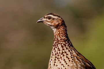 Francolin at a waterhole in Zimanga Game Reserve near Mkuze in South Africa