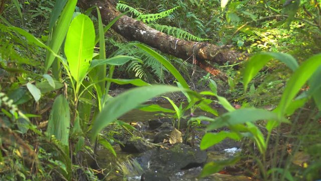 Tropical Vegetation over Montain Stream in Thailand Wilderness, with Sound