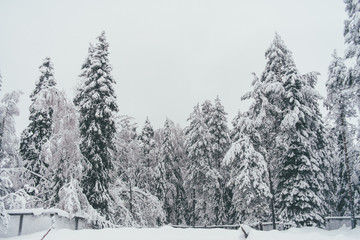 Winter Snow Forest in Rovaniemi