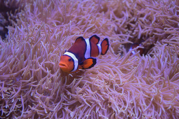 An orange and white clownfish resting in the tendrils of an anemone.
