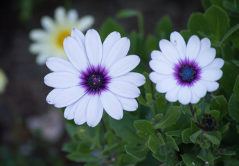 A flower with white and purple petals and a purple center.