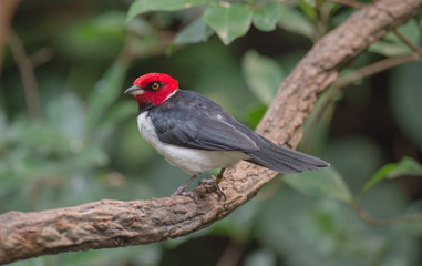 A red-capped cardnal - a bird with a white body, black wings, red head, and orange eyes - sits on a branch.