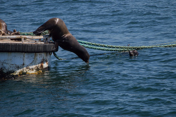 A sea lion diving into the water in Puget Sound.