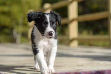 Cute black and white Border Collie puppy in the Forest.