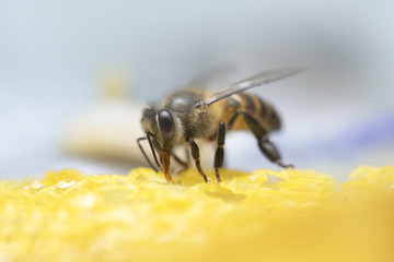 Honey Bees on beehive.