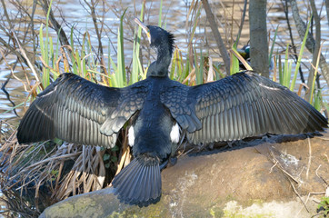 Cormorant dries its wings in the sunshine,wings spread open absorbing heat from the sun ,perching on rock beside pond.