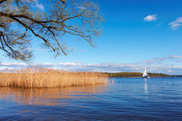 A saling boat and reed on a lake