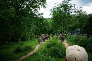 riding on elephants in jungle