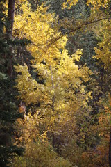 Elegance Of Autumn, Whitemud Park, Edmonton, Alberta