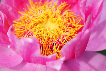 Obraz premium close up of beautiful blooming pink lotus flower