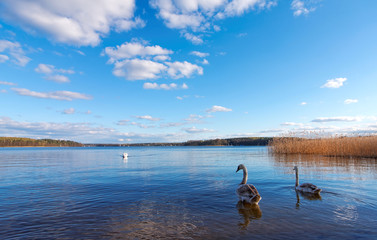 Naklejka premium Swans swimming on a lake