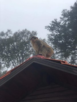 wildlife