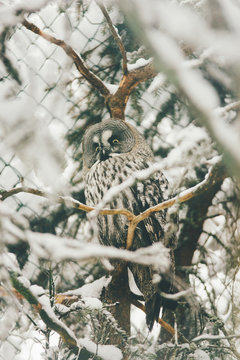 wild owl in snow forest