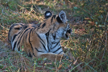 Matkasur, large male tiger from Tadoba National Park, India