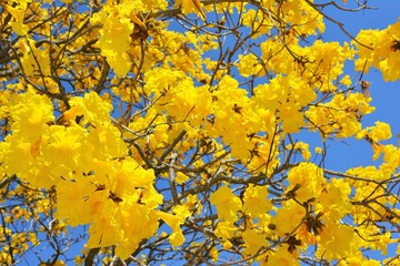 Yellow Ipe Tree