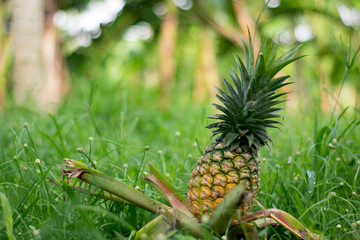 fresh pineapple on the ground