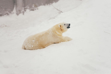 white polar bear in snow forest