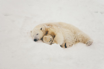 white polar bear in snow forest