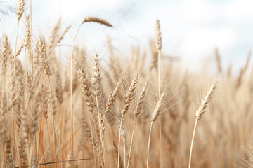 Wheat field. Ears of golden wheat close up. Rural Scenery under Shining Sunlight.