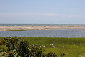 Fototapeta na wymiar FLOCK OF SEAGULLS - Flock of seagulls in peaceful, untouched Carrot Island, North Carolina.