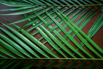 Green leaves Palm texture background  at phuket Thailand