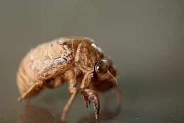 EXOSKELETON HUNCHBACK - Locust exoskeleton in a hunchback form.