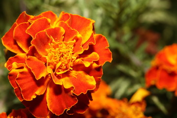 MARIGOLD - HERB OF THE SUN - Macro photo of a marigold, a plant otherwise known as the Herb of the Sun. Colors are vibrant in the summer sun. Canon EOS 5d. North Carolina.