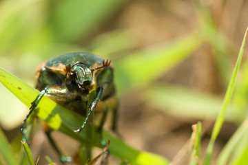 GREEN JUNE BEETLE - Green June Beetle has a look of surprise on her face while hanging on to a blade of grass. Taken in North Carolina.