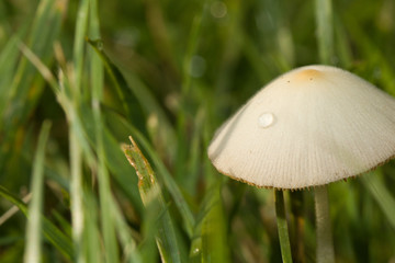 MUSHROOM WITH WATER DROPLET - Water droplet on mushroom almost transports the viewer to a fairy world. Peace and tranquility in nature.