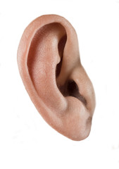 human ear  