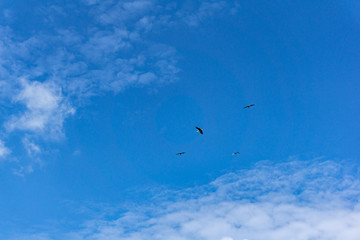 Wundervolle Gruppe von Störchen am blauen fast wolkenlosen Himmel.