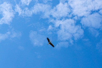 Freiheit pur. Wunderschöner Storch fliegt durch die Lüfte. Blauer Himmel und leichte Wolken