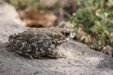 Green toad  (Bufotes viridis)