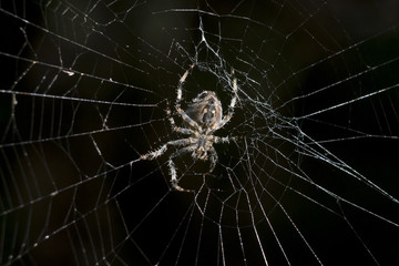 crown crowns (Araneus diadematus)