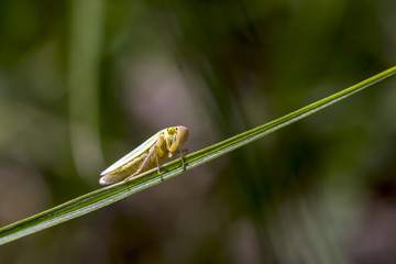 Creeper green cicada (Cicadella viridis)