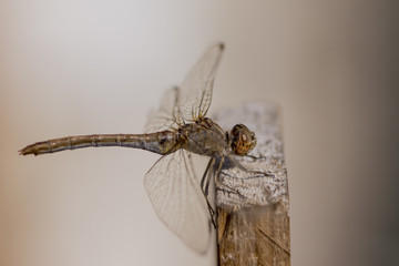 The Dragonfly (Odonata)