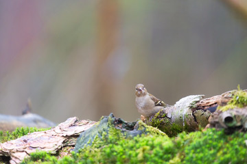 common chaffinch in forest