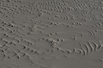 Fototapeta na wymiar Close-up of foot prints and bird tracks cross crescent ridges left in the sand on the beach at low tide on Isla Holbox Mexico