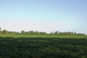 Campo de soja en verano