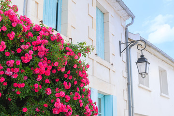 Naklejka premium Red roses with blue blinds