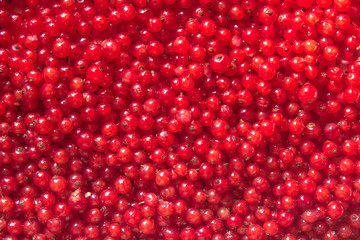 red ripe and sweet currant berries top view background.