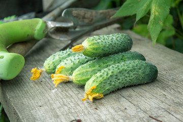Freshly harvested pickling cucumbers on rustic dark wood from above.
