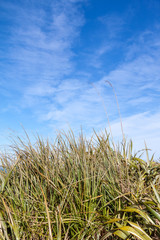 Green high grasses reaching to the sky