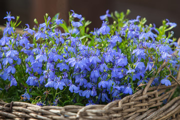 Fresh blue Lobelia flowers in wicker basket on green foliage background. - obrazy, fototapety, plakaty