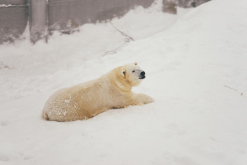 white polar bear in snow forest