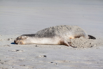 Sea lion resting on the sand
