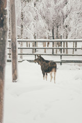 Elk Reindeer, Winter Snow Forest at Finnish Saami Farm